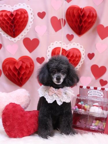 20240215ラムくん